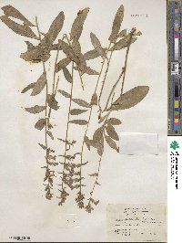 Lobelia puberula image