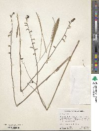 Lobelia paludosa image