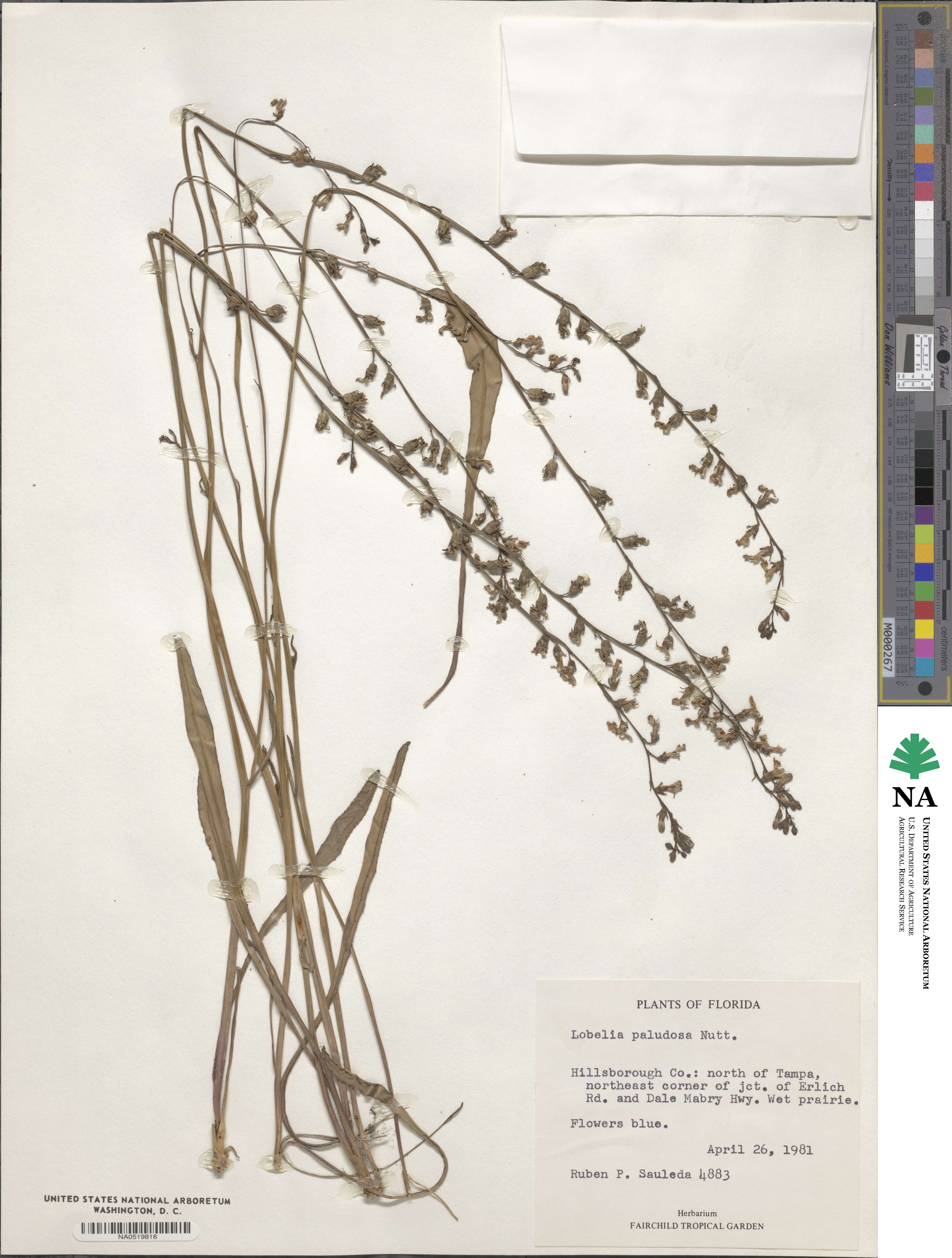 Lobelia paludosa image