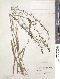 Lobelia paludosa image