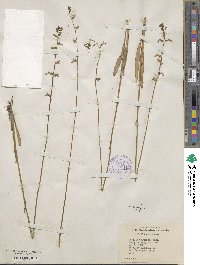 Lobelia paludosa image