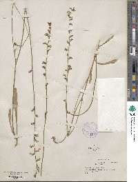 Lobelia paludosa image