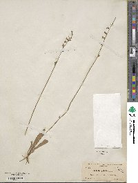 Lobelia paludosa image