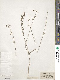 Lobelia paludosa image