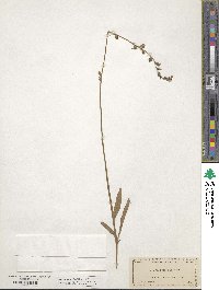 Lobelia paludosa image