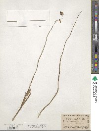 Lobelia paludosa image