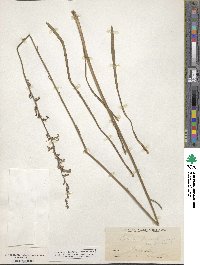 Lobelia paludosa image