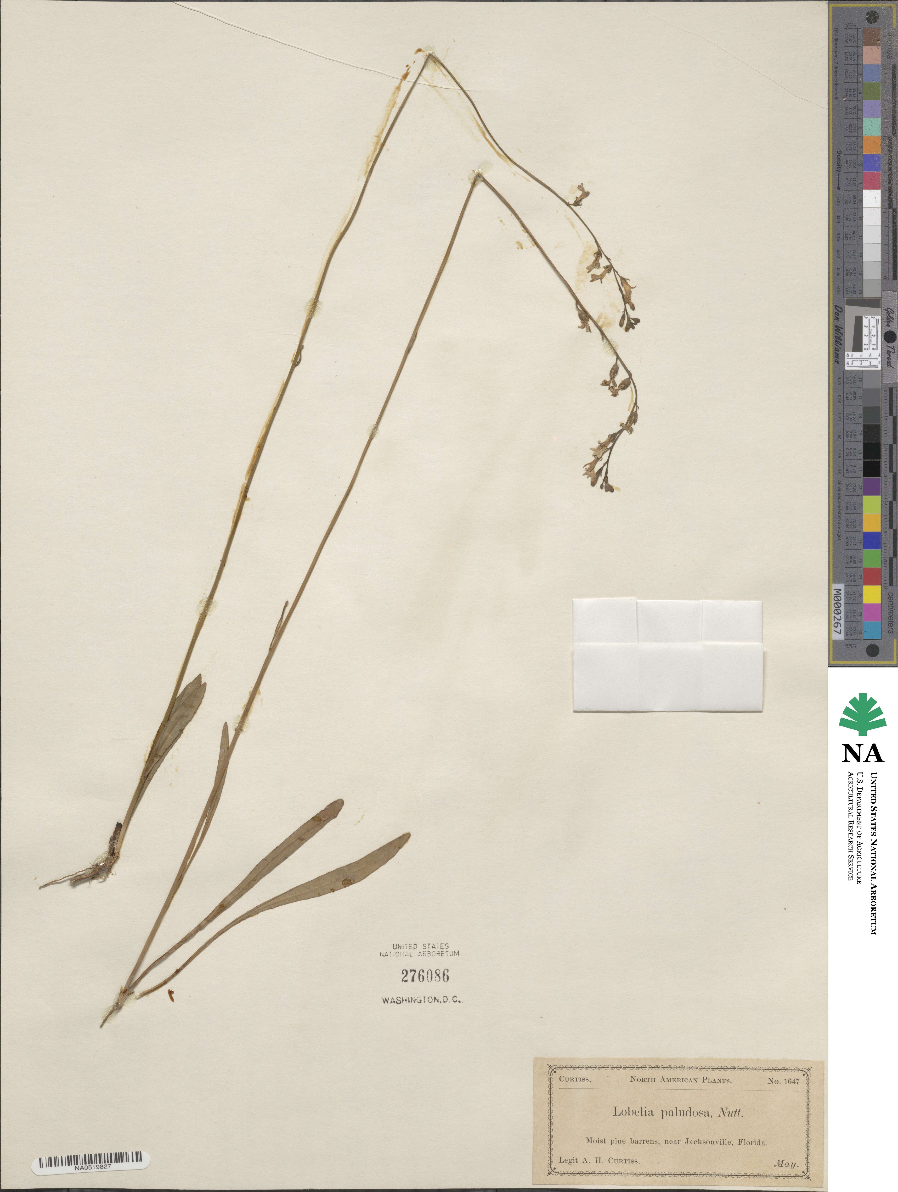 Lobelia paludosa image