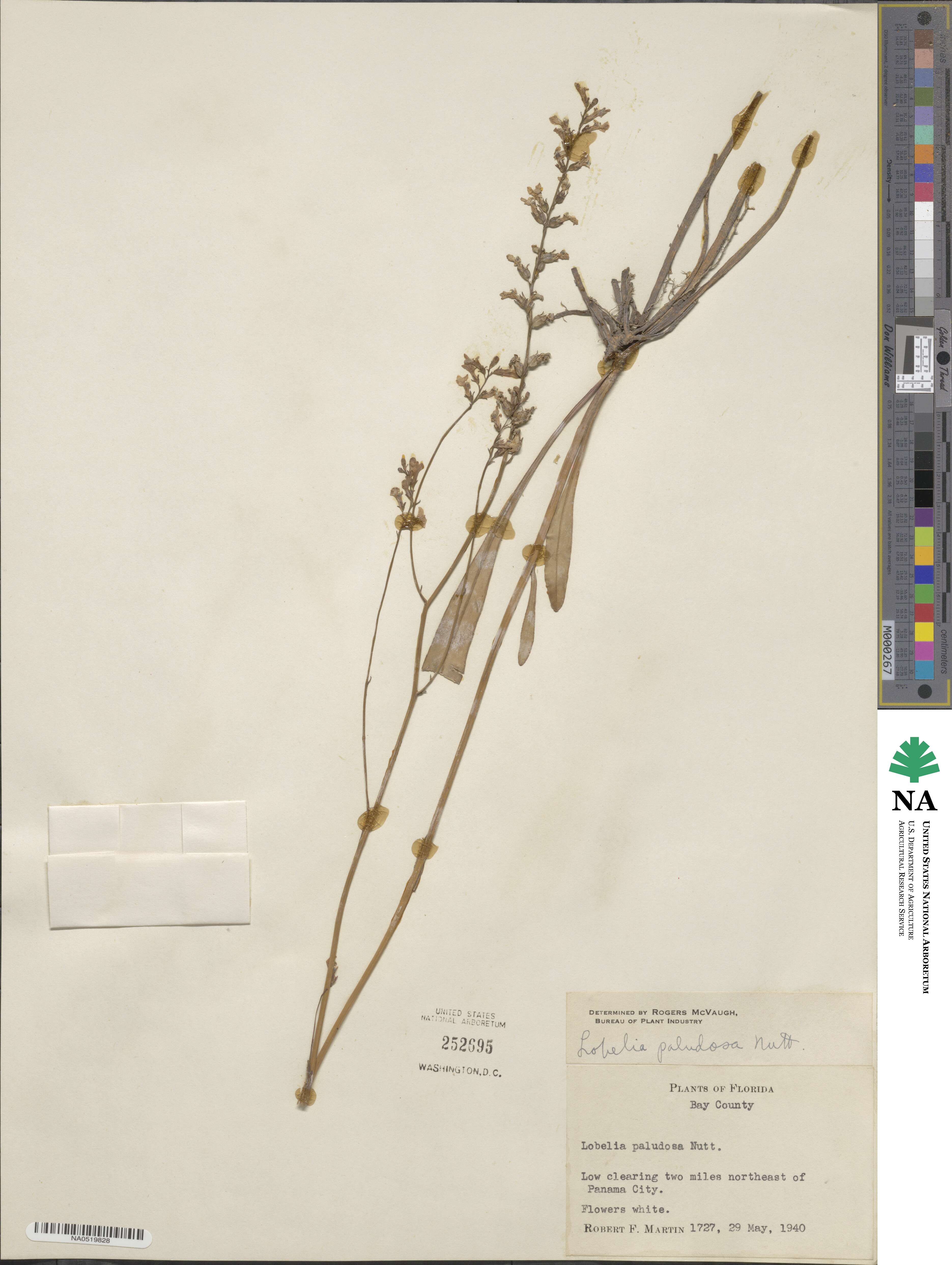 Lobelia paludosa image