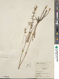 Lobelia paludosa image