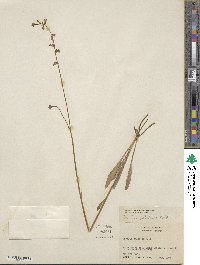 Lobelia paludosa image