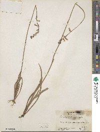 Lobelia paludosa image