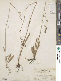 Lobelia paludosa image