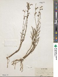 Lobelia paludosa image