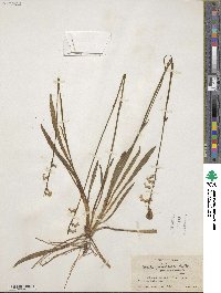 Lobelia paludosa image