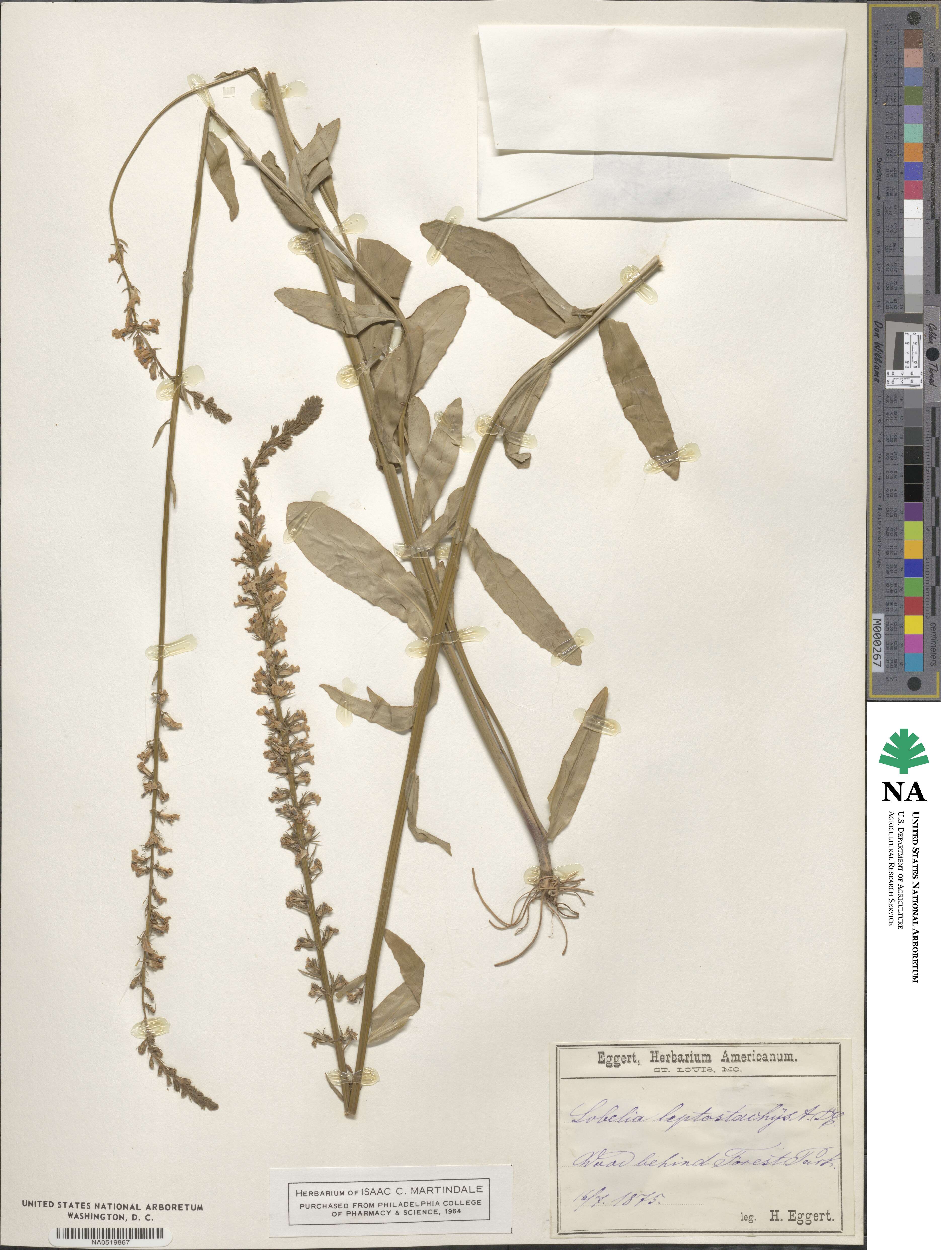 Lobelia spicata image