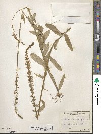 Lobelia spicata image