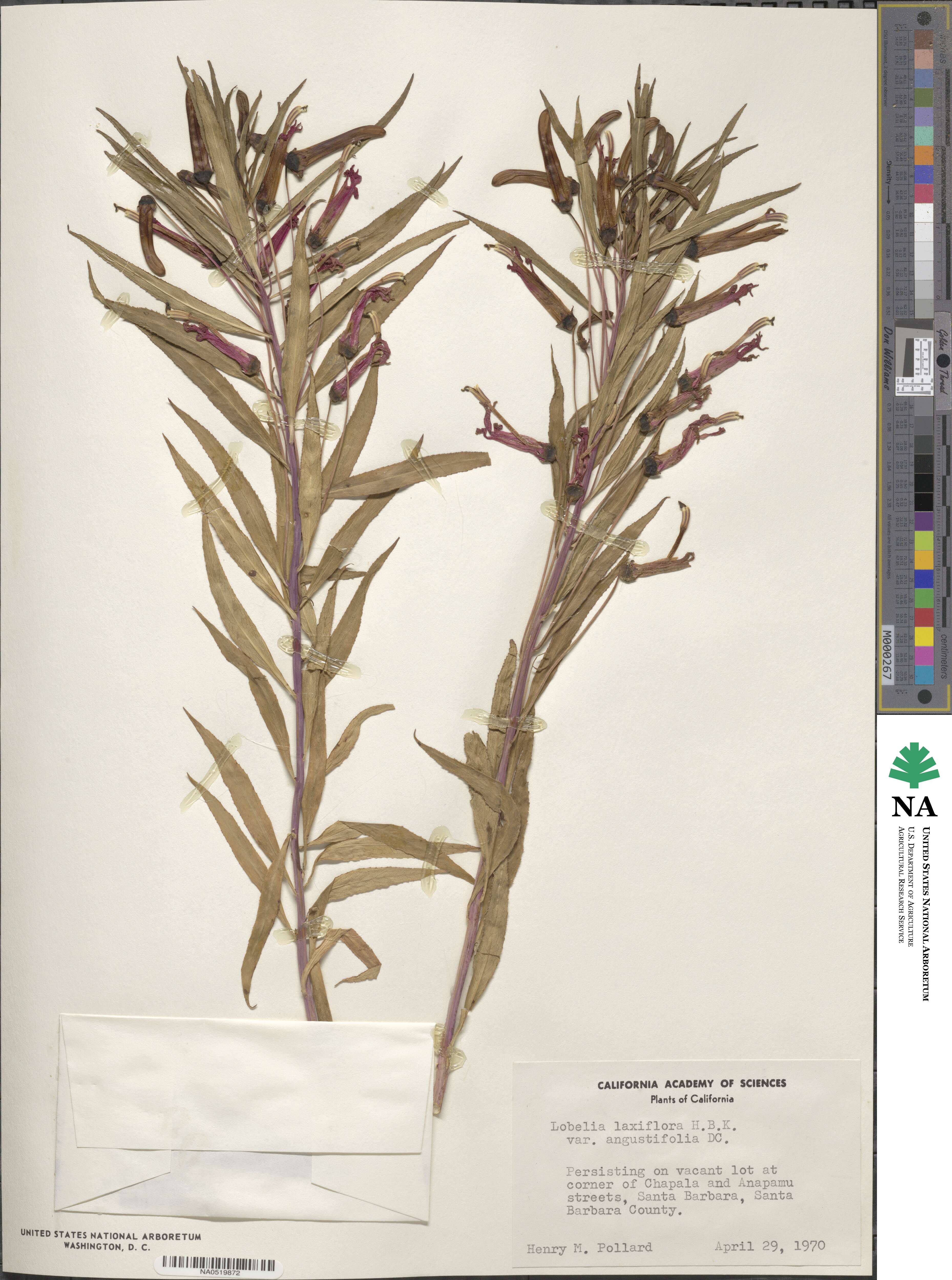 Lobelia laxiflora image