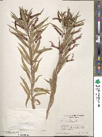 Lobelia laxiflora subsp. angustifolia image