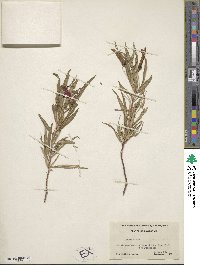 Lobelia laxiflora image