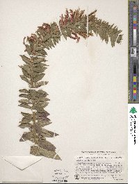 Lobelia laxiflora image