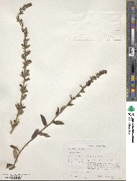 Lobelia puberula image