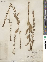 Lobelia puberula image