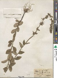 Lobelia puberula image