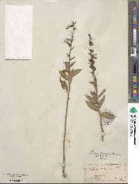 Lobelia puberula image