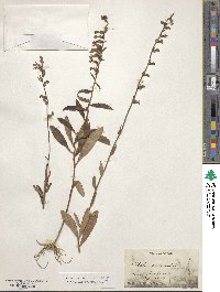 Lobelia puberula image