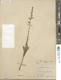 Lobelia puberula image