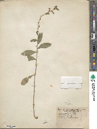 Lobelia puberula image