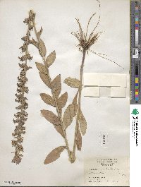 Lobelia puberula image