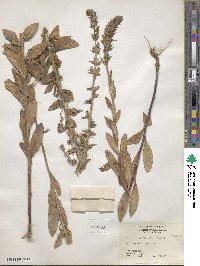 Lobelia puberula image