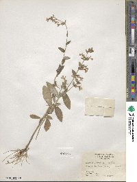 Lobelia puberula image