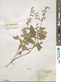 Lobelia puberula image