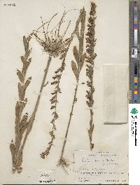 Lobelia puberula image