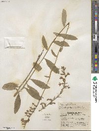 Lobelia puberula image