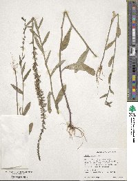 Lobelia spicata image