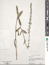 Lobelia spicata image