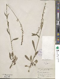 Lobelia spicata image