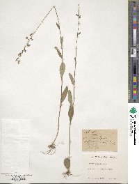 Lobelia spicata image