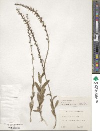 Lobelia spicata image