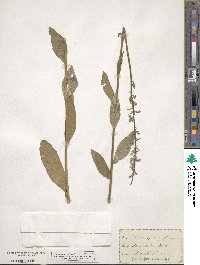 Lobelia spicata image