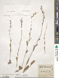 Lobelia spicata image