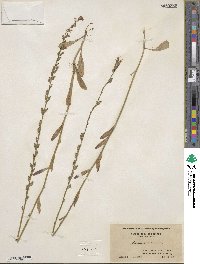 Lobelia spicata image