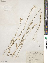 Lobelia spicata image