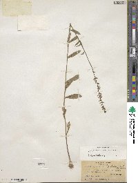 Lobelia spicata image