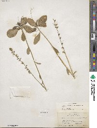 Lobelia spicata image