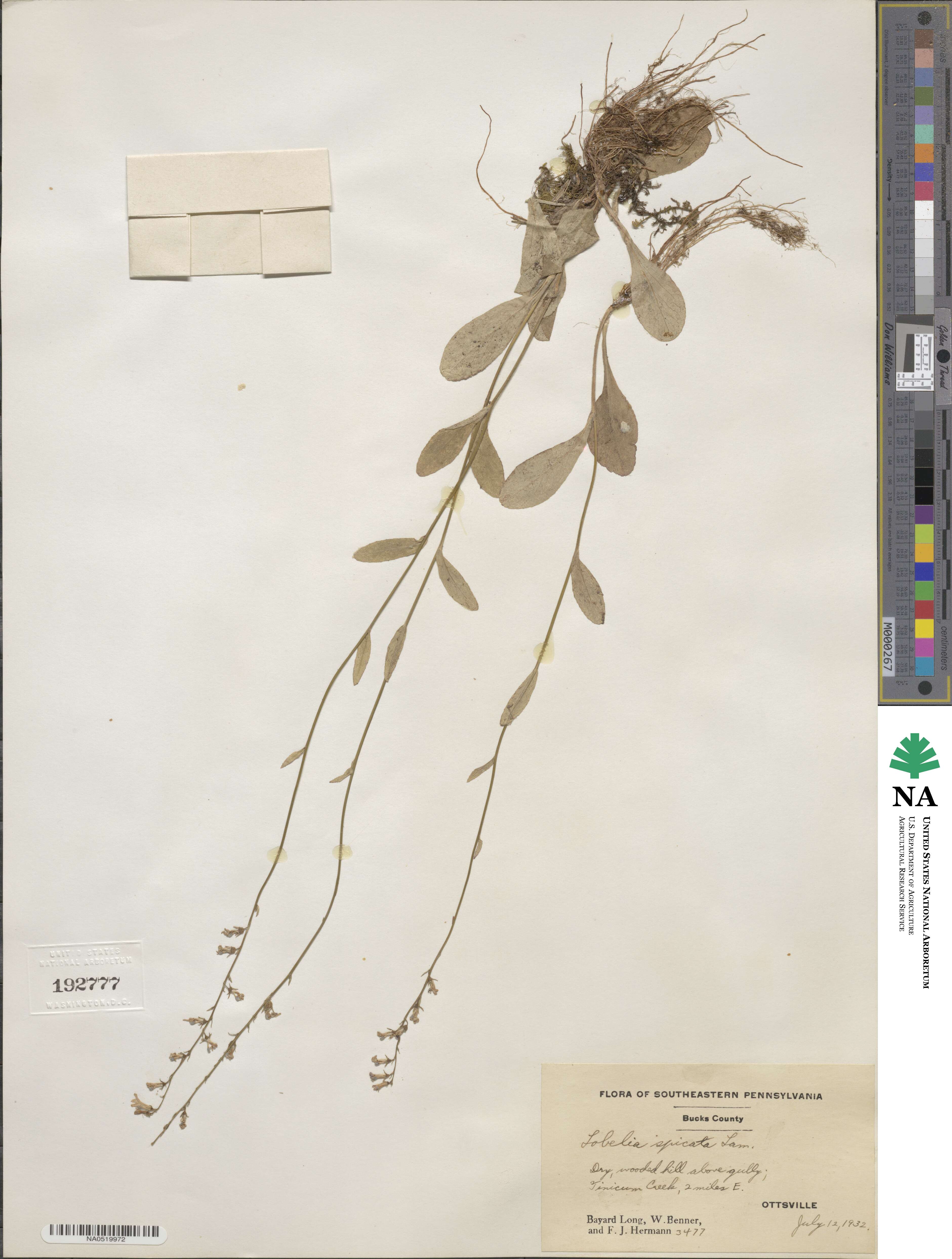 Lobelia spicata image